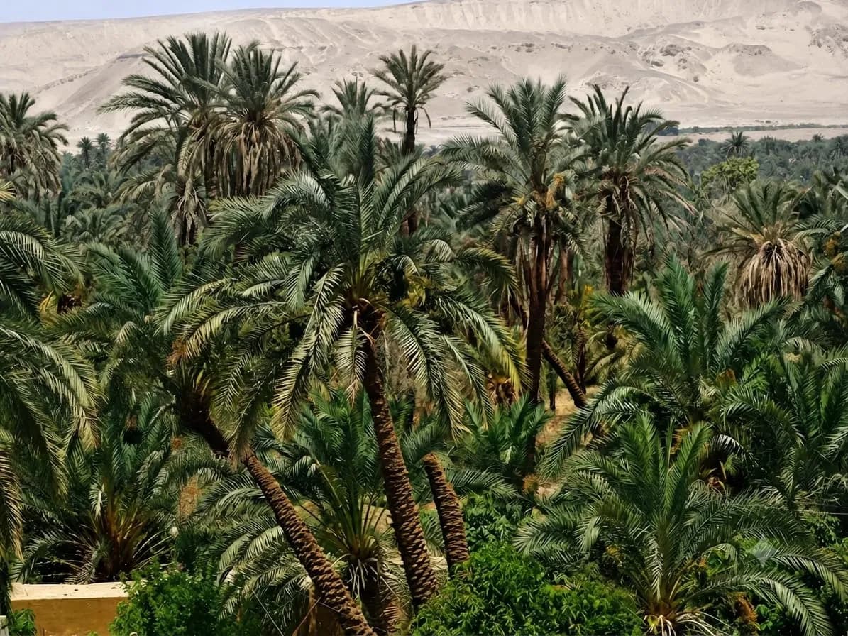 Bahariya Oasis palm trees Western Desert Egypt
