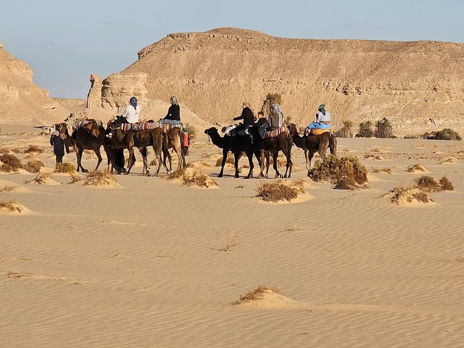Camel Safari — The Authentic Bedouin Way