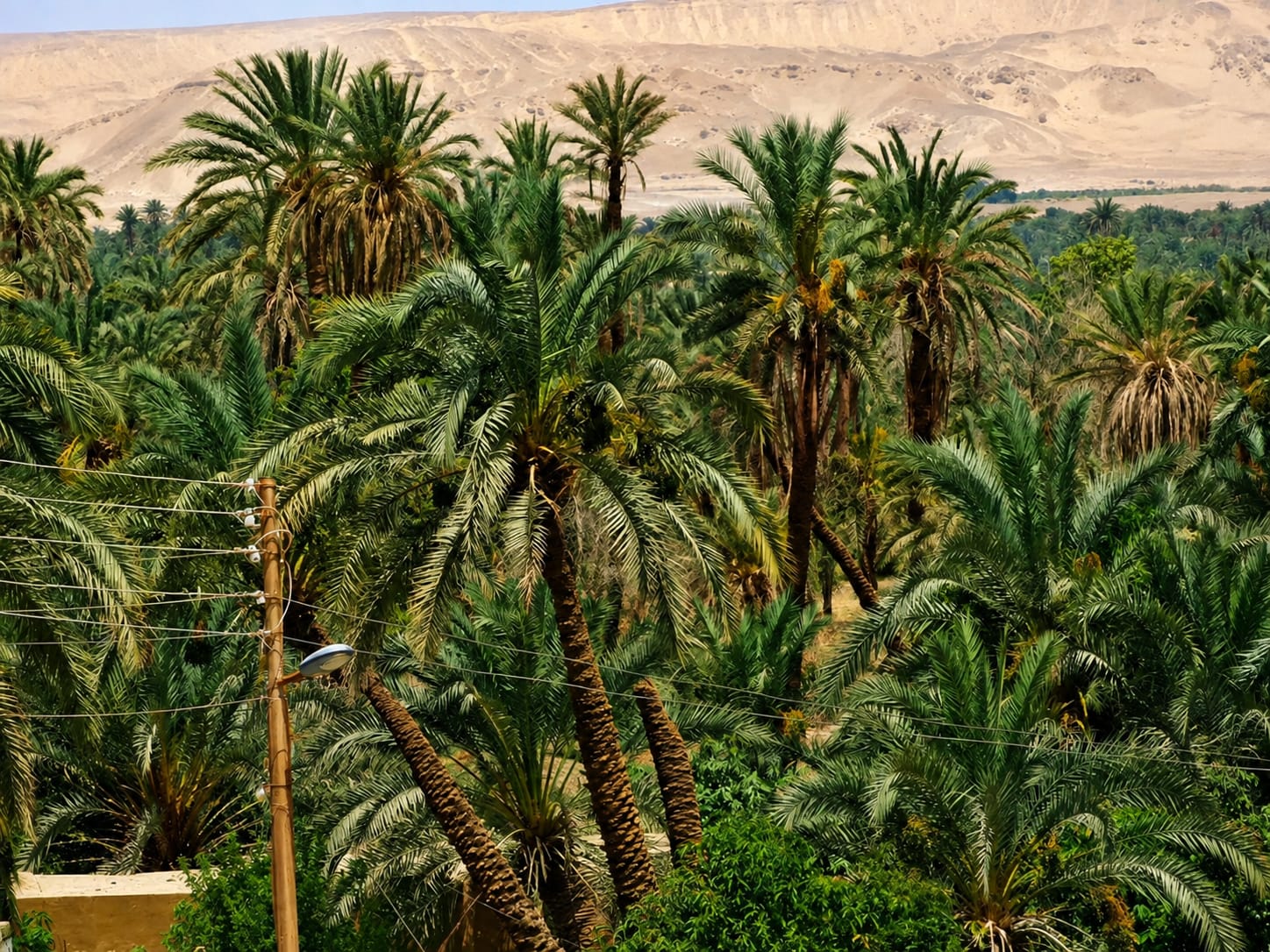 Lush palm trees of Bahariya Oasis with desert mountains in the background