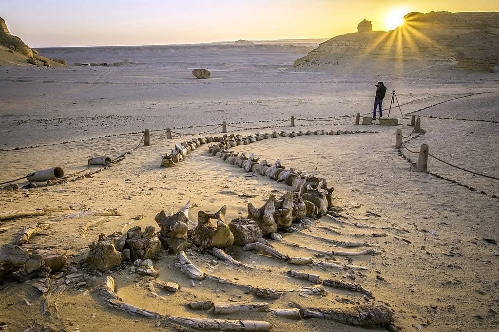 وادي الحيتان — جوهرة الصحراء الغربية